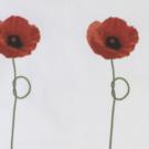 Poppy Tea Towel