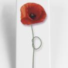 Poppy panoramic magnet